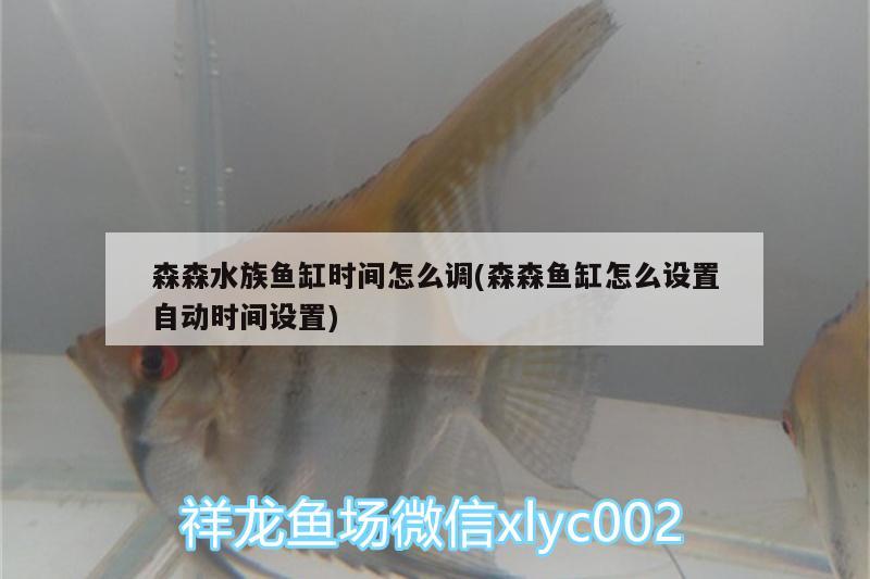 森森水族魚缸時間怎么調(diào)(森森魚缸怎么設(shè)置自動時間設(shè)置)