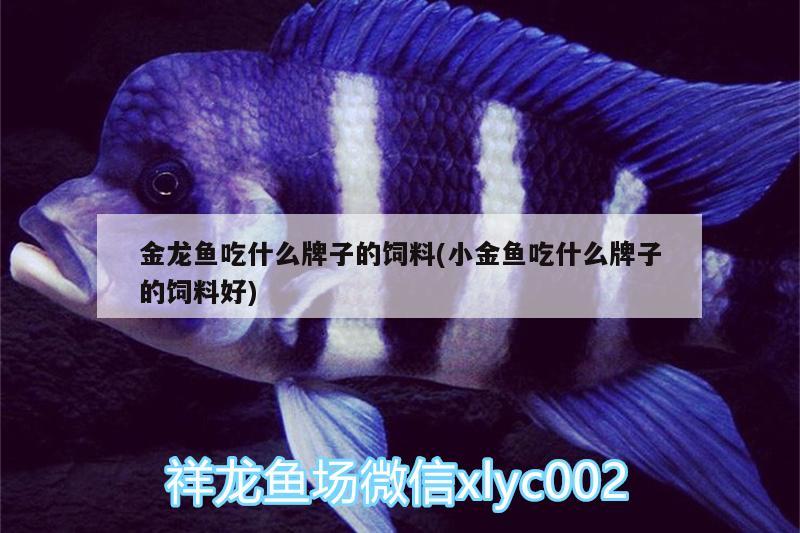 金龍魚吃什么牌子的飼料(小金魚吃什么牌子的飼料好)