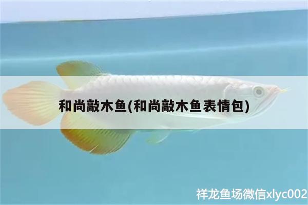 和尚敲木魚(yú)(和尚敲木魚(yú)表情包)