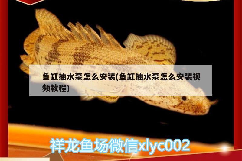 魚缸抽水泵怎么安裝(魚缸抽水泵怎么安裝視頻教程)