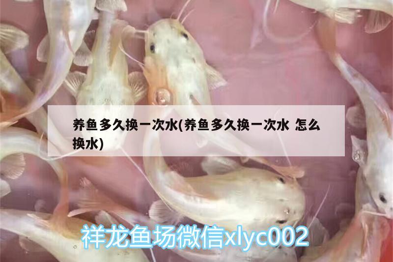 養(yǎng)魚多久換一次水(養(yǎng)魚多久換一次水怎么換水) 名貴錦鯉魚