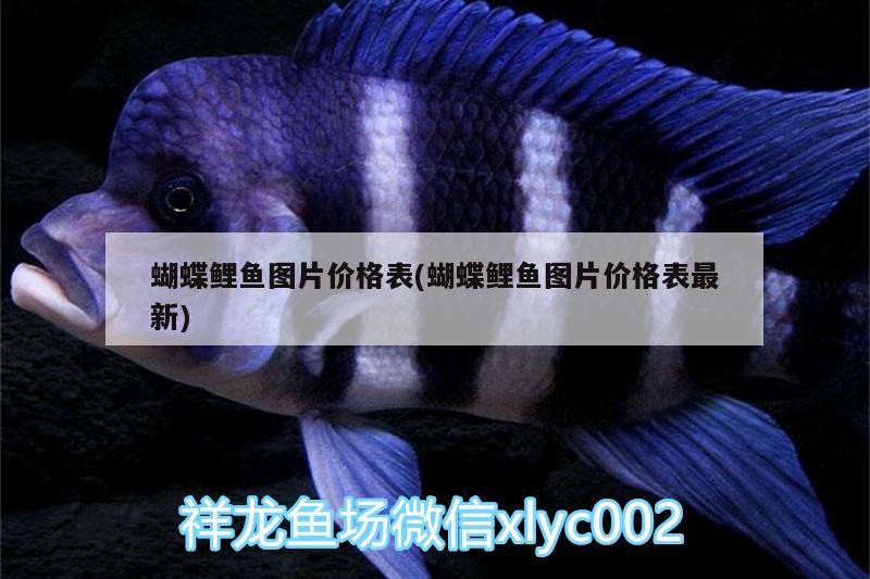 蝴蝶鯉魚圖片價格表(蝴蝶鯉魚圖片價格表最新)