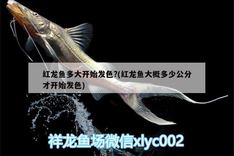 紅龍魚(yú)多大開(kāi)始發(fā)色?(紅龍魚(yú)大概多少公分才開(kāi)始發(fā)色) 印尼三紋虎