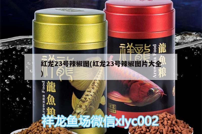 紅龍23號(hào)辣椒圖(紅龍23號(hào)辣椒圖片大全) 黃金眼鏡蛇雷龍魚(yú)