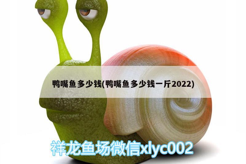 鴨嘴魚多少錢(鴨嘴魚多少錢一斤2022)