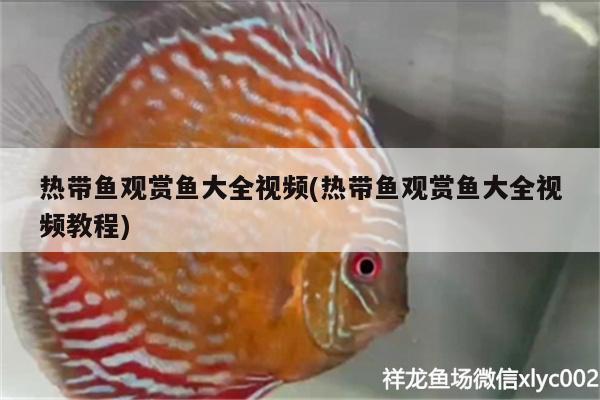 熱帶魚觀賞魚大全視頻(熱帶魚觀賞魚大全視頻教程)