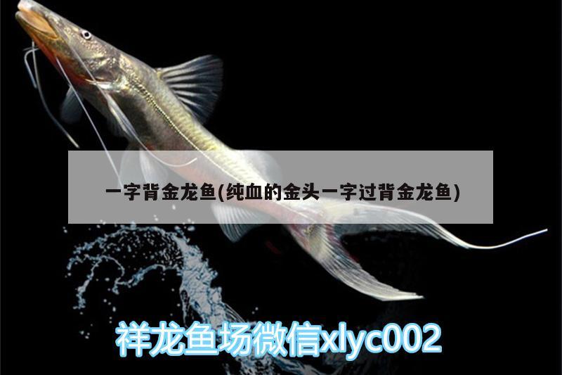 一字背金龍魚(純血的金頭一字過背金龍魚) 金龍魚百科