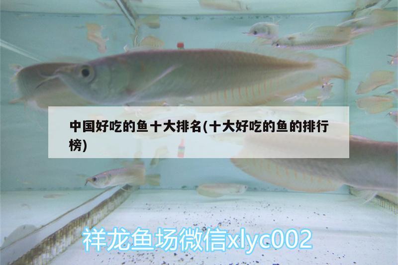 中國好吃的魚十大排名(十大好吃的魚的排行榜)