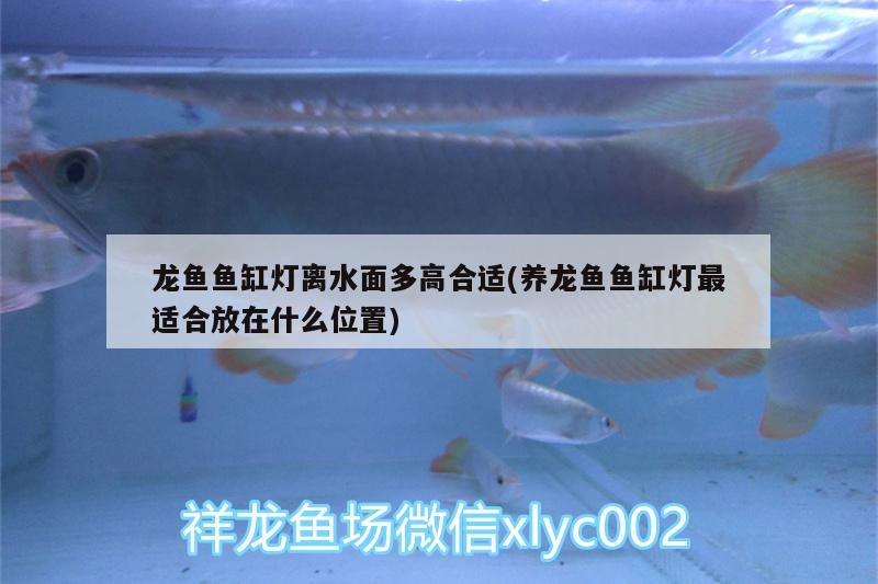 龍魚魚缸燈離水面多高合適(養(yǎng)龍魚魚缸燈最適合放在什么位置) 熊貓異形魚L46