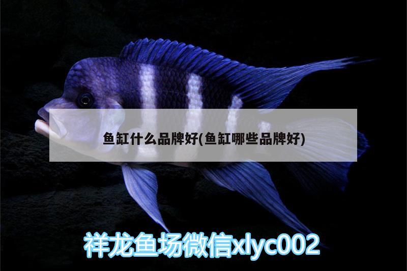 魚缸什么品牌好(魚缸哪些品牌好) 祥龍傳奇品牌魚缸