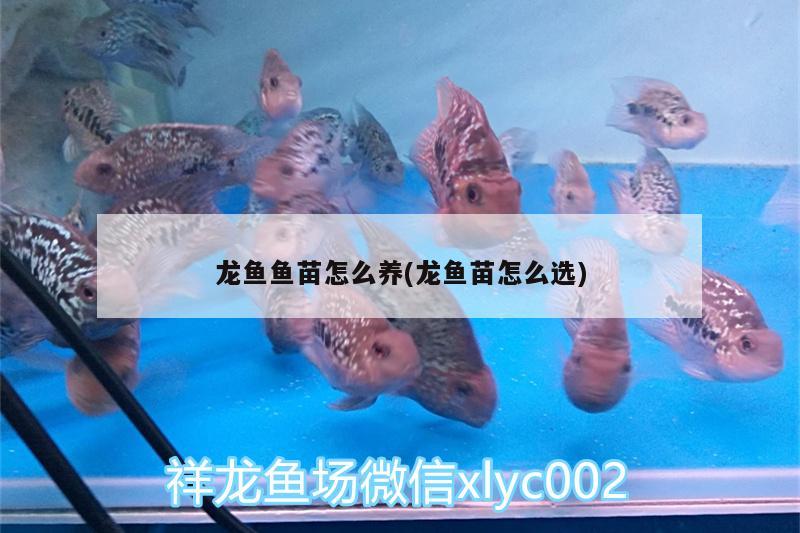 龍魚魚苗怎么養(yǎng)(龍魚苗怎么選) 水族用品