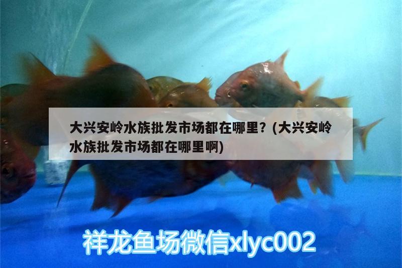 大興安嶺水族批發(fā)市場都在哪里？(大興安嶺水族批發(fā)市場都在哪里啊) 觀賞魚水族批發(fā)市場