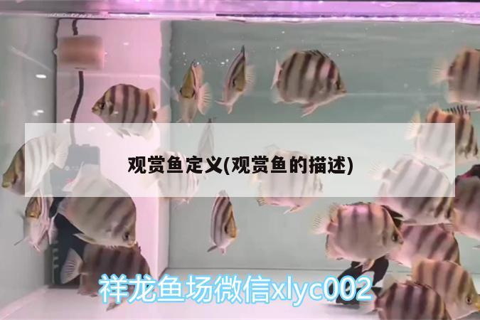 觀賞魚定義(觀賞魚的描述) 七彩神仙魚