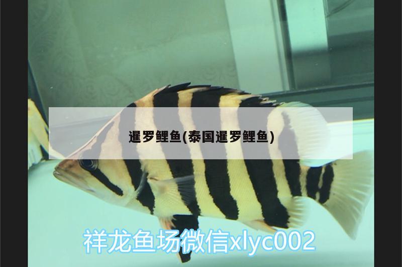 暹羅鯉魚(yú)(泰國(guó)暹羅鯉魚(yú)) 水族品牌