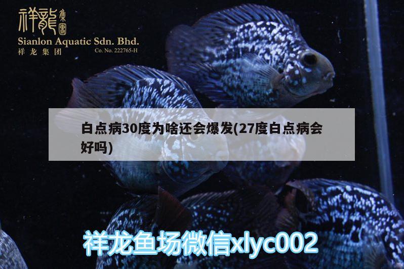 白點病30度為啥還會爆發(fā)(27度白點病會好嗎)