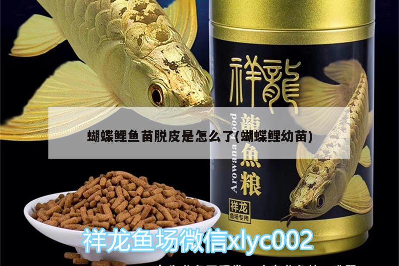 蝴蝶鯉魚(yú)苗脫皮是怎么了(蝴蝶鯉幼苗) 蝴蝶鯉