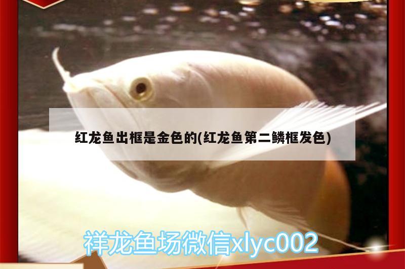 紅龍魚出框是金色的(紅龍魚第二鱗框發(fā)色) 金三間魚