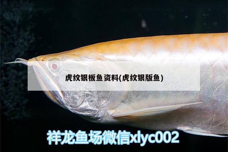 虎紋銀板魚資料(虎紋銀版魚)