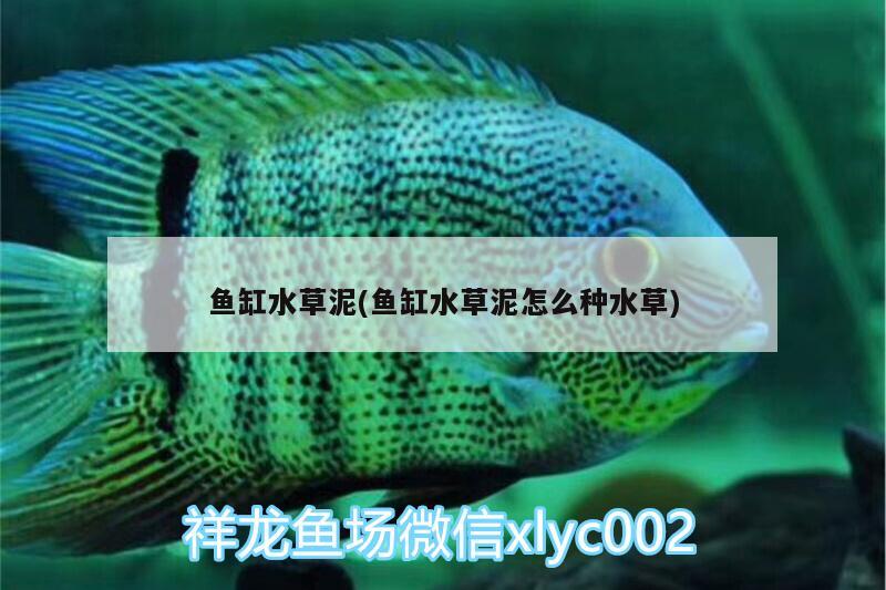 魚缸水草泥(魚缸水草泥怎么種水草) 水草