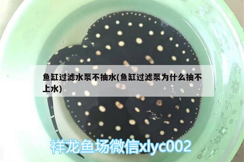 魚缸過濾水泵不抽水(魚缸過濾泵為什么抽不上水) 二氧化碳設(shè)備