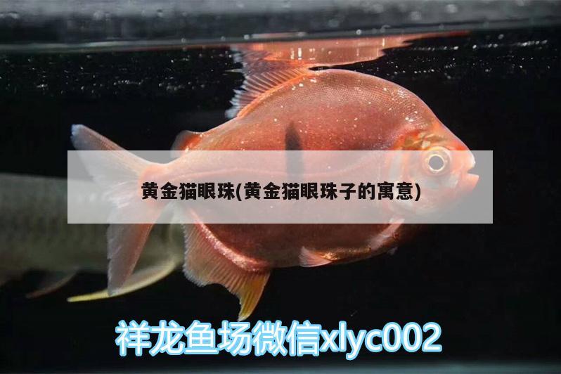 黃金貓眼珠(黃金貓眼珠子的寓意) 黃金貓魚百科