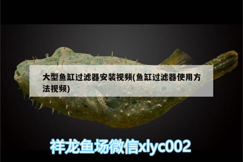 大型魚缸過濾器安裝視頻(魚缸過濾器使用方法視頻)