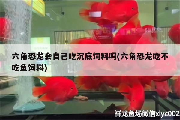 六角恐龍會(huì)自己吃沉底飼料嗎(六角恐龍吃不吃魚飼料) 廣州水族器材濾材批發(fā)市場(chǎng)