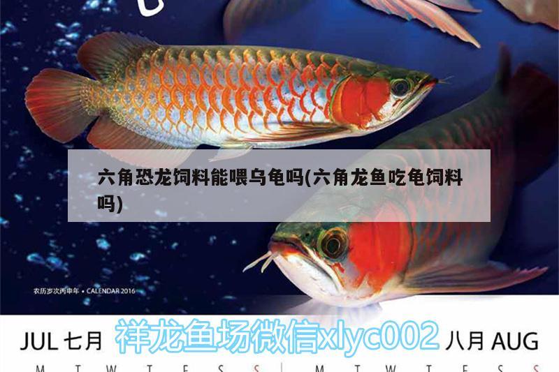 六角恐龍飼料能喂烏龜嗎(六角龍魚吃龜飼料嗎) 烏龜