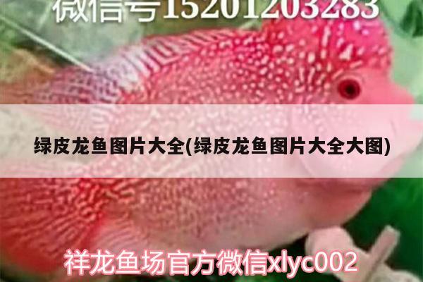 綠皮龍魚圖片大全(綠皮龍魚圖片大全大圖)