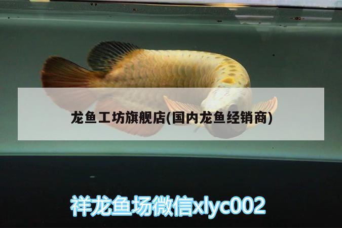 龍魚工坊旗艦店(國內(nèi)龍魚經(jīng)銷商) 黑水素