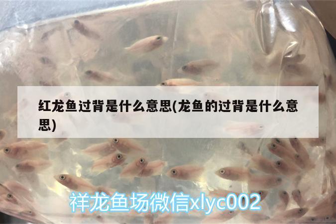 紅龍魚過背是什么意思(龍魚的過背是什么意思)