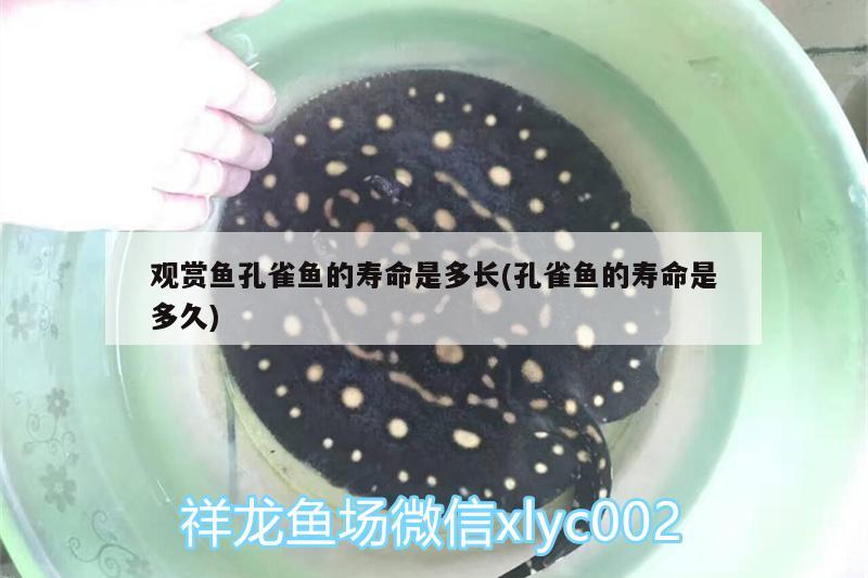 觀賞魚孔雀魚的壽命是多長(孔雀魚的壽命是多久) 虎斑恐龍魚