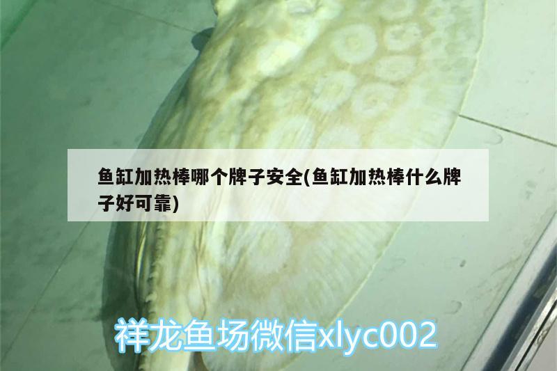 魚(yú)缸加熱棒哪個(gè)牌子安全(魚(yú)缸加熱棒什么牌子好可靠) 杰西卡恐龍魚(yú)