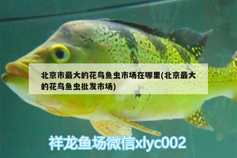 北京市最大的花鳥(niǎo)魚(yú)蟲(chóng)市場(chǎng)在哪里(北京最大的花鳥(niǎo)魚(yú)蟲(chóng)批發(fā)市場(chǎng))