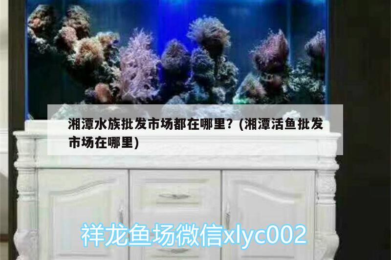 湘潭水族批發(fā)市場都在哪里？(湘潭活魚批發(fā)市場在哪里) 觀賞魚水族批發(fā)市場