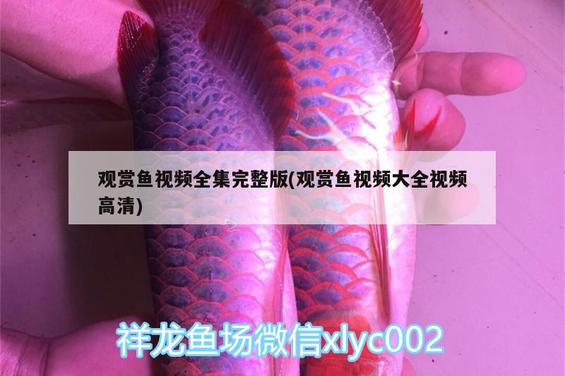 觀賞魚視頻全集完整版(觀賞魚視頻大全視頻高清) 白子關(guān)刀魚苗