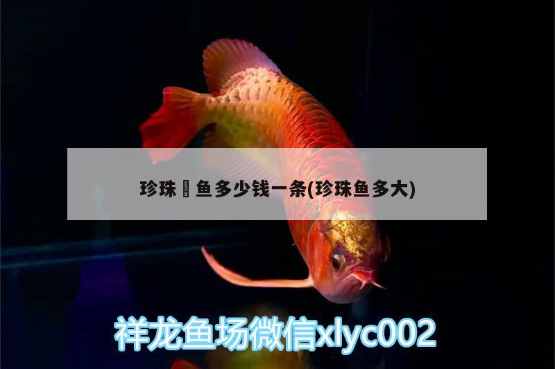 珍珠魟魚多少錢一條(珍珠魚多大) 黃金達(dá)摩魚 第1張