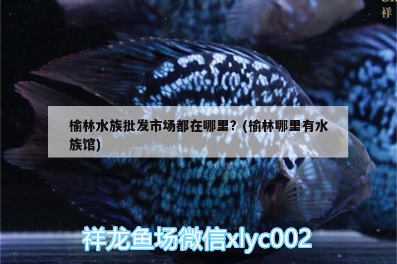 榆林水族批發(fā)市場都在哪里？(榆林哪里有水族館) 觀賞魚水族批發(fā)市場