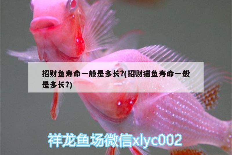 招財(cái)魚壽命一般是多長?(招財(cái)貓魚壽命一般是多長?) 魚缸百科