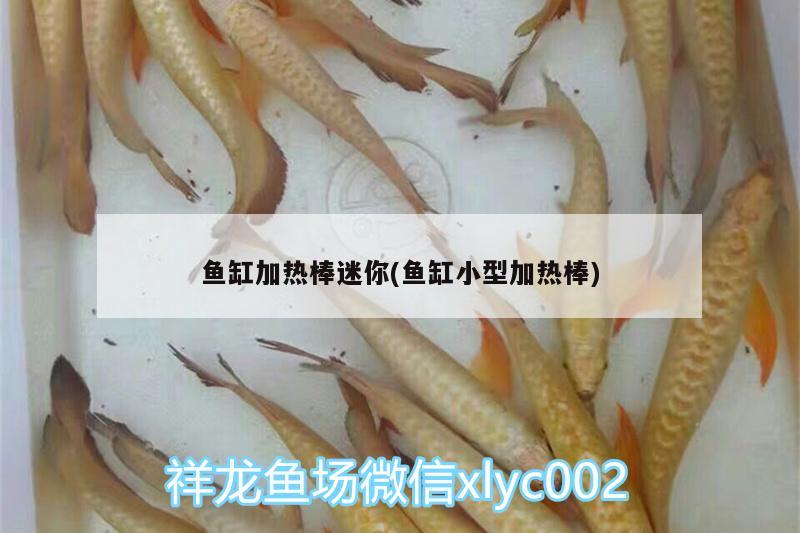 魚缸加熱棒迷你(魚缸小型加熱棒)