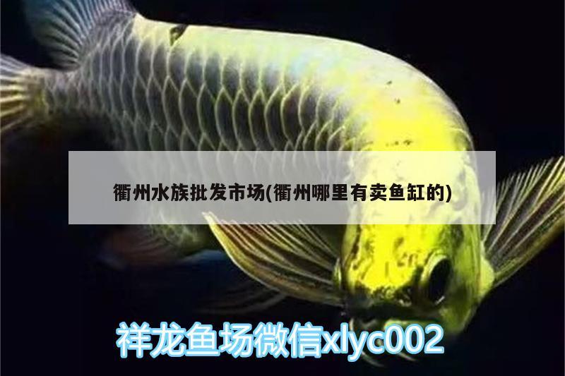 衢州水族批發(fā)市場(chǎng)(衢州哪里有賣(mài)魚(yú)缸的)