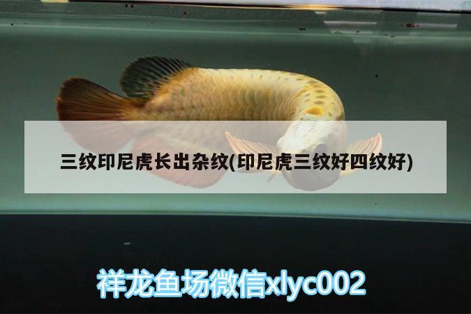 三紋印尼虎長出雜紋(印尼虎三紋好四紋好) 金龍福龍魚