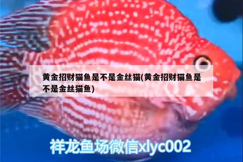 黃金招財貓魚是不是金絲貓(黃金招財貓魚是不是金絲貓魚)