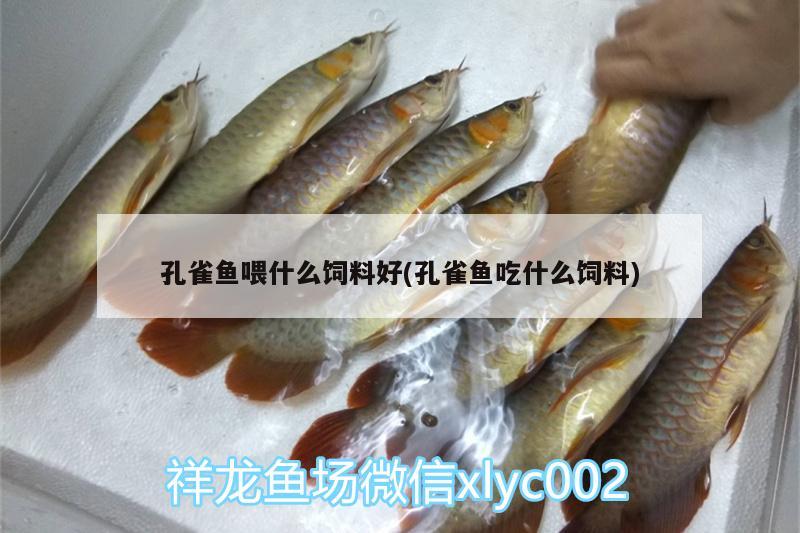 孔雀魚喂什么飼料好(孔雀魚吃什么飼料)