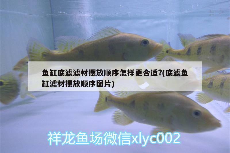 魚缸底濾濾材擺放順序怎樣更合適?(底濾魚缸濾材擺放順序圖片) 圣菲埃及魚 第2張