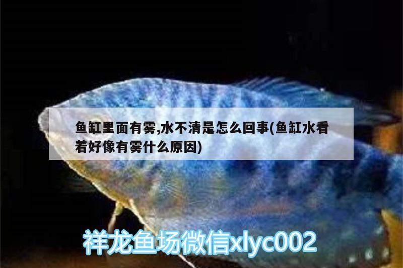 魚缸里面有霧,水不清是怎么回事(魚缸水看著好像有霧什么原因)