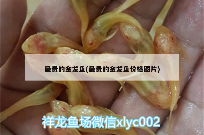 最貴的金龍魚(最貴的金龍魚價(jià)格圖片) 綠皮皇冠豹魚