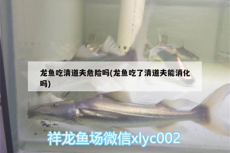 龍魚吃清道夫危險嗎(龍魚吃了清道夫能消化嗎)