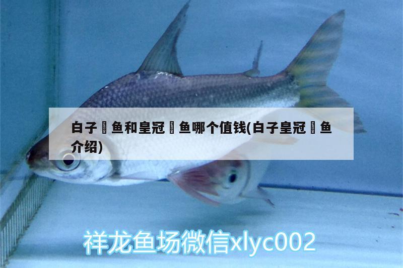 白子魟魚和皇冠魟魚哪個(gè)值錢(白子皇冠魟魚介紹)