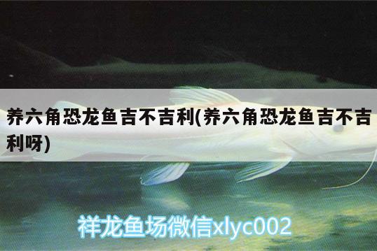 養(yǎng)六角恐龍魚吉不吉利(養(yǎng)六角恐龍魚吉不吉利呀)